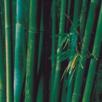 Asian Bamboo 